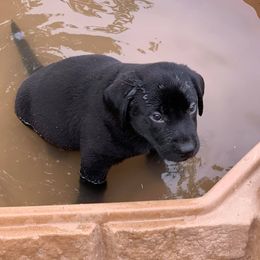 Labrador Retriever Puppies from Coosa River Retrievers