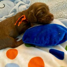 Lindor - Chocolate female Dachshund puppy in Wolf Lake, Indiana from Canisteo Dachshunds