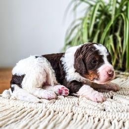 Tumnus - Brown and white male Bernedoodle puppy in Gaylord, Michigan from Dog Mom Co. Doodles