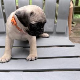 Finn - Fawn male Pug puppy in Moorefield, West Virginia from Wratchford Farms