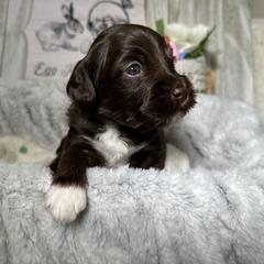 Assorted Doodle Crosses, Australian Labradoodle, Cavachon, and Cavapoo Puppies from Bark & Bramble Cavapoochons