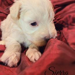 Sierra - Parti female Miniature Schnauzer puppy in Kentucky from Mrs Bs Teeny Schnauzers & Doodles