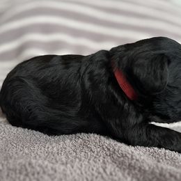 Red Collar - Black male Miniature Schnauzer puppy in Cypress, Texas from Rubybonnet Miniature Schnauzers