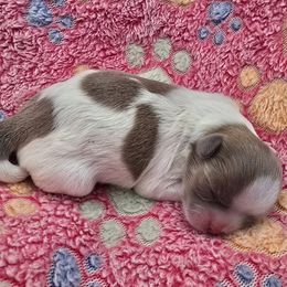 Lilac and white - Lilac female Shih Tzu puppy in Oakville, Washington from Garrard Creek Shih Tzus