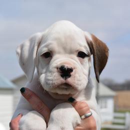 Left Ear - White male Boxer puppy in Forest City, Iowa from Mt Valley Boxers