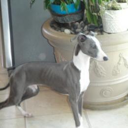 Sterling - Italian Greyhound