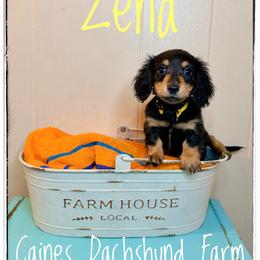 Zena - Black and cream female Dachshund puppy in Cincinnati, Ohio from Caines Dachshund Farm