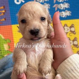 Yellow collar - Cream male Dachshund puppy in Orem, Utah from Miekca’s Dachshunds