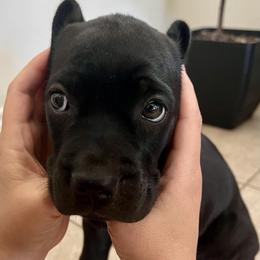 Cane Corso Puppies from Raising Kane Corso’s