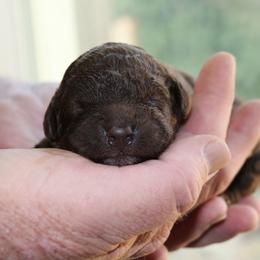 Lagotto Romagnolo Puppies from Royal and Loyal Lagotto Romagnolo