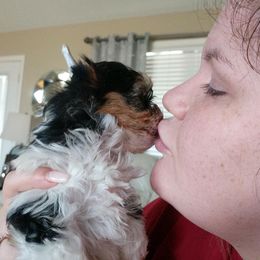 Biewer Terrier Puppies from Imperial BabyDoll Biewers