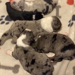 Miniature Australian Shepherd and Toy Australian Shepherd Puppies from P3 Toy and Miniature Australian Shepherd’s