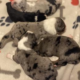 Miniature Australian Shepherd and Toy Australian Shepherd Puppies from P3 Toy and Miniature Australian Shepherd’s