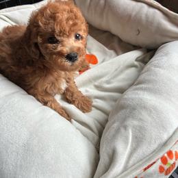 Dark red girl - Red  female Poodle puppy in Burien, Washington from South Sound Doodles