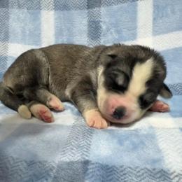AKC Kona - Gray and white male Siberian Husky puppy in Centreville, Maryland from Huskies By the Bay