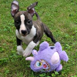 Rexxa - Black brindle female American Staffordshire Terrier puppy in Kankakee, Illinois from GrinNation Noble Am Staffs