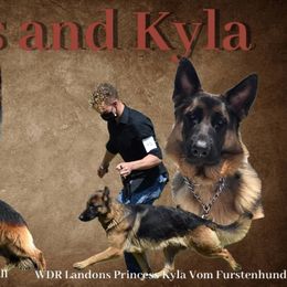 German Shepherd puppies from Wolves Den Ranch