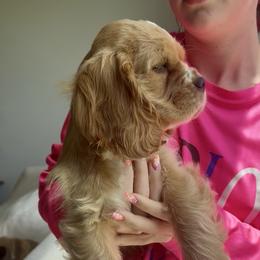 Companion Cross Puppies from Cavalier Cockers