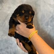 Yellow Collar - Black and rust male Beauceron puppy in Amelia, Ohio from Fleur de Renard Beaucerons