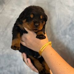 Yellow Collar - Black and rust male Beauceron puppy in Amelia, Ohio from Fleur de Renard Beaucerons