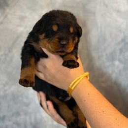 Yellow Collar - Black and rust male Beauceron puppy in Amelia, Ohio from Fleur de Renard Beaucerons