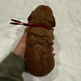Burgundy - Red  female Goldendoodle puppy in Bakersfield, California from Lavish Doodles