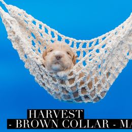 Harvest - Cream male Goldendoodle puppy in Norfolk, Virginia from 757 Doodles