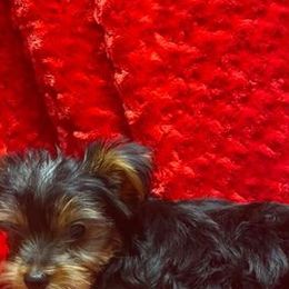 Miniature Schnauzers and Yorkshire Terriers from Hammer Ranch