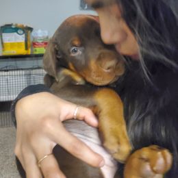 Doberman Pinscher Puppies from Stand Alone European Dobermans