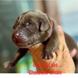 Girl 1 - Chocolate female Labrador Retriever puppy in Sullivan, Missouri from O’Dell Labs