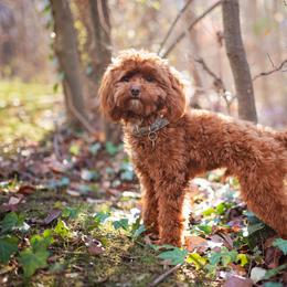 Banks - Goldendoodle