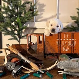 Labrador Retriever Puppies from EMCO Retrievers