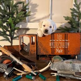 Labrador Retriever Puppies from EMCO Retrievers