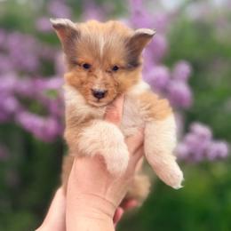 Sean - Sable merle and white male Shetland Sheepdog puppy in New York from Adiame Kennels