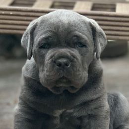 Cane Corso from Maestoso Cane Corso