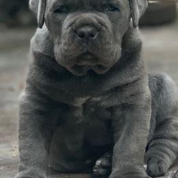 Cane Corso from Maestoso Cane Corso