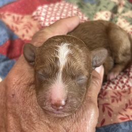 Cherry - Red female Cockapoo puppy in Winnsboro, Texas from Happy Hollow Ranch