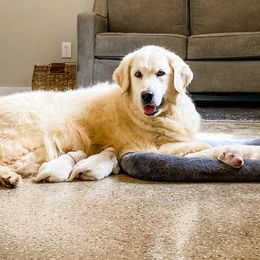 Jules - Golden Retriever