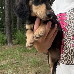 B - Black and cream male Dachshund puppy in Huntington, Texas from Wild Briar Dachshunds