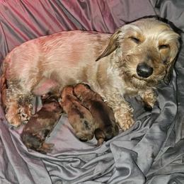 Dachshund puppies from Koser’s Miniature Dachshunds