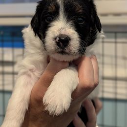 Harbour - Black tri-color female Aussiedoodle puppy in Lincoln, Nebraska from Fur Hollow Puppies