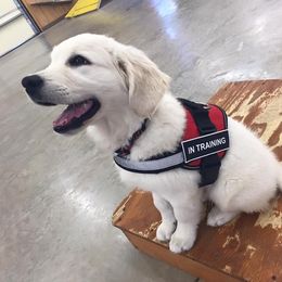 Golden Retriever Puppies from Kashmir’s Golden Retrievers