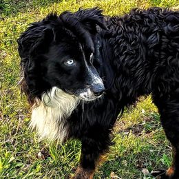 Ryker - Australian Shepherd