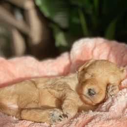 Aussiedoodle and Goldendoodle Puppies from Utah Faith Doodles