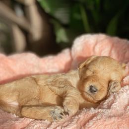 Aussiedoodle and Goldendoodle Puppies from Utah Faith Doodles