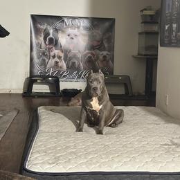 American Bully Puppies from M&M XL Bully Kennel