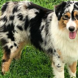 Lyric - Australian Shepherd