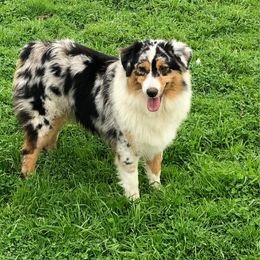 Lyric - Australian Shepherd