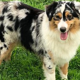 Lyric - Australian Shepherd