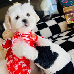 PEARL - White female Maltipoo puppy in Sugar Land, Texas from Celebrity Maltipoos